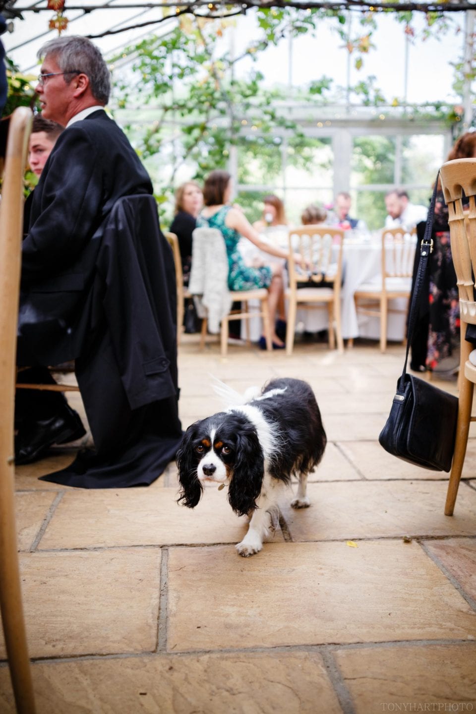 West Green House wedding - Dog!