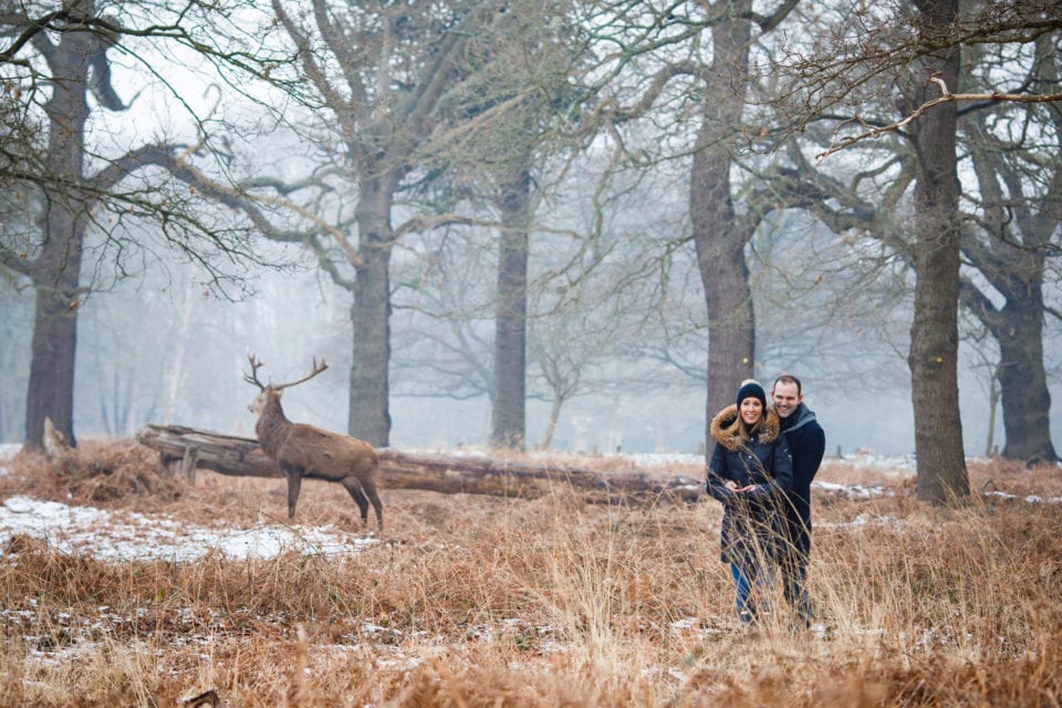 Engagement Shoot with Red Deer Stag in Richmond Park