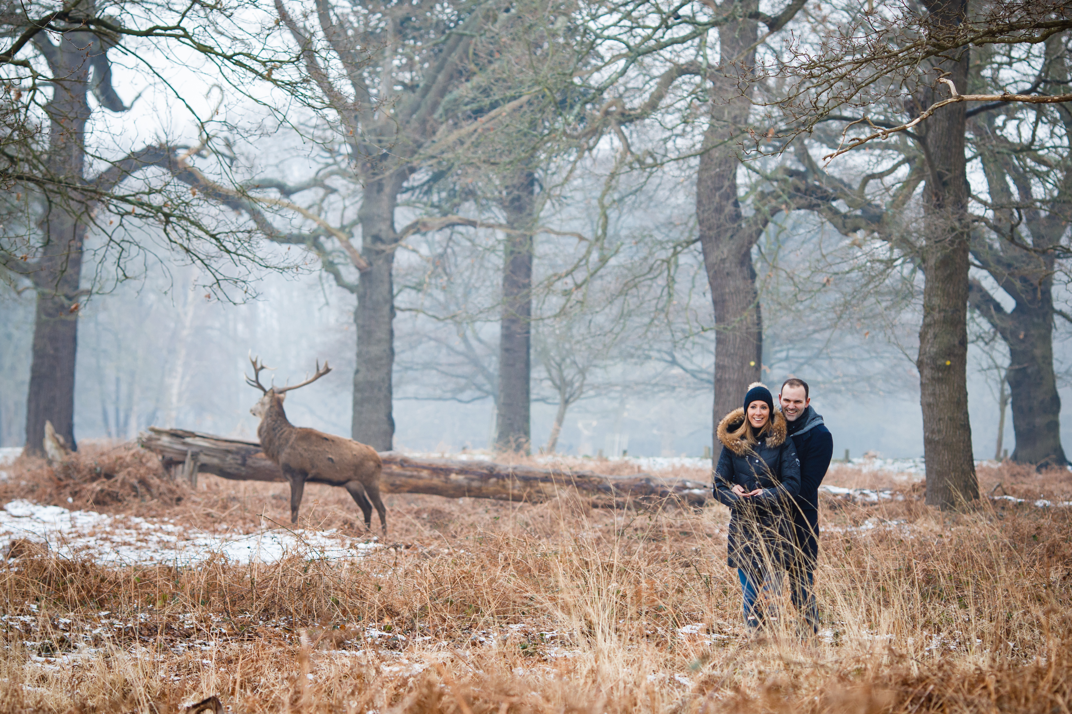 Engagement Shoot with Red Deer Stag in Richmond Park