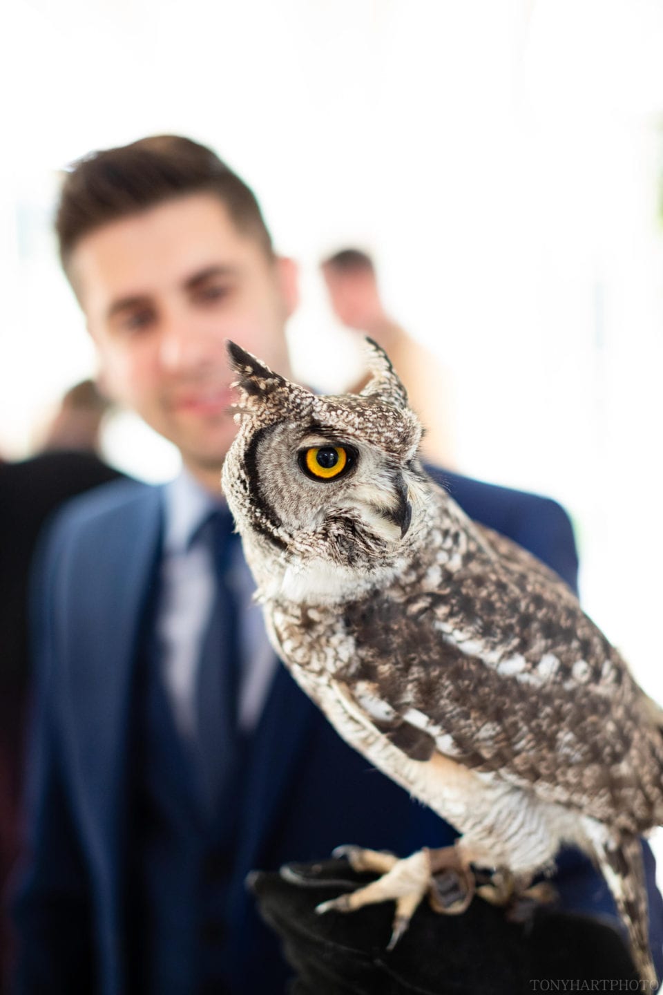 Owl at Northbrook Park